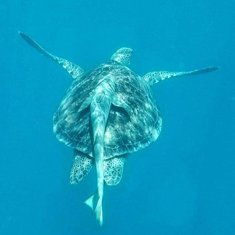 Disaster Case Managers in Coral Bay Outreach